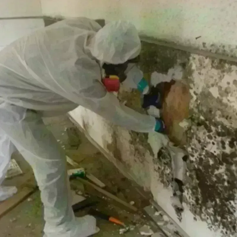 Mold Remediation and Removal in Milford, MI